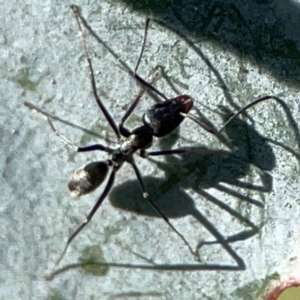 Iridomyrmex sp. (genus) at Forrest, ACT - 26 Mar 2024 03:15 PM