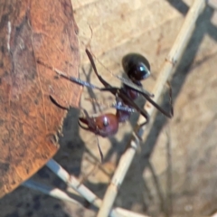 Iridomyrmex purpureus at Forrest, ACT - 26 Mar 2024 03:14 PM