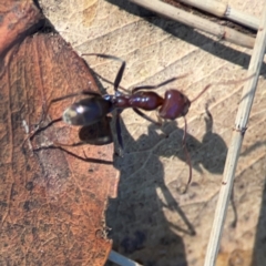 Iridomyrmex purpureus at Forrest, ACT - 26 Mar 2024 03:14 PM