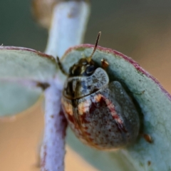 Paropsisterna m-fuscum (Eucalyptus Leaf Beetle) at Forrest, ACT - 26 Mar 2024 by Hejor1