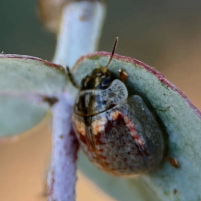 Paropsisterna m-fuscum (Eucalyptus Leaf Beetle) at Forrest, ACT - 26 Mar 2024 by Hejor1