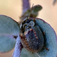 Paropsisterna m-fuscum at Forrest, ACT - 26 Mar 2024