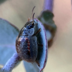 Paropsisterna m-fuscum at Forrest, ACT - 26 Mar 2024