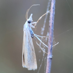 Culladia cuneiferellus (Crambinae moth) at Campbell Park Woodland - 28 Mar 2024 by Hejor1