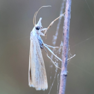 Culladia cuneiferellus at Campbell Park Woodland - 28 Mar 2024