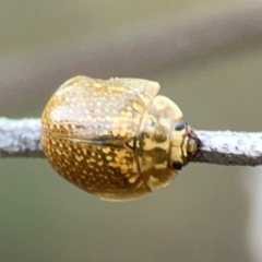 Paropsisterna cloelia (Eucalyptus variegated beetle) at Pialligo, ACT - 28 Mar 2024 by Hejor1