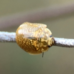 Paropsisterna cloelia at Campbell Park Woodland - 28 Mar 2024 05:38 PM