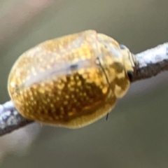 Paropsisterna cloelia at Campbell Park Woodland - 28 Mar 2024