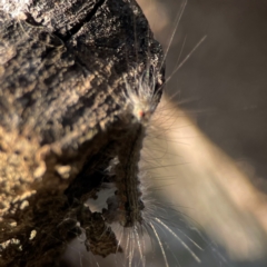 Anestia (genus) at Campbell Park Woodland - 28 Mar 2024