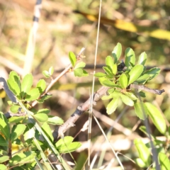 Pyracantha fortuneana (Firethorn) at Bruce Ridge - 25 Mar 2024 by ConBoekel