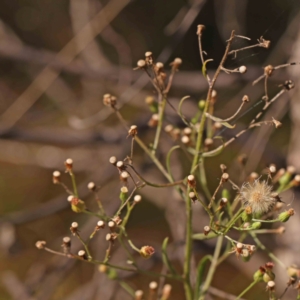 Erigeron sumatrensis at Bruce Ridge - 25 Mar 2024 11:22 AM