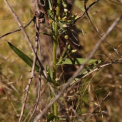 Erigeron sumatrensis at Bruce Ridge - 25 Mar 2024