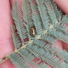 Monolepta froggatti (Leaf beetle) at QPRC LGA - 23 Mar 2024 by clarehoneydove
