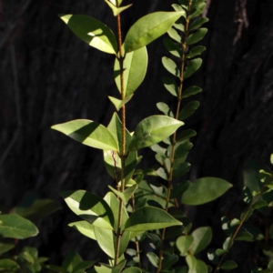 Ligustrum lucidum at Bruce Ridge - 25 Mar 2024 11:49 AM