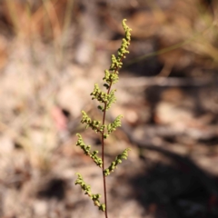 Cheilanthes sieberi subsp. sieberi (Narrow Rock Fern) at Bruce Ridge - 25 Mar 2024 by ConBoekel