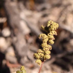 Cheilanthes sieberi subsp. sieberi at Bruce Ridge - 25 Mar 2024 11:37 AM