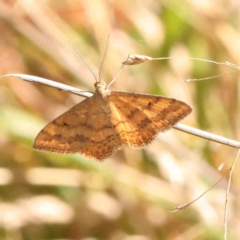 Scopula rubraria (Reddish Wave, Plantain Moth) at Bruce Ridge - 25 Mar 2024 by ConBoekel