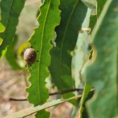 Paropsis aegrota (Eucalyptus Tortoise Beetle) at QPRC LGA - 23 Mar 2024 by clarehoneydove