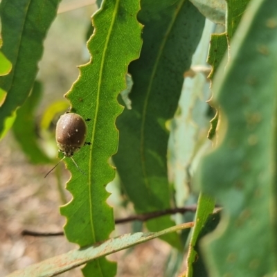 Paropsis aegrota (Eucalyptus Tortoise Beetle) at QPRC LGA - 23 Mar 2024 by clarehoneydove