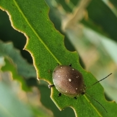 Paropsis aegrota at QPRC LGA - 23 Mar 2024