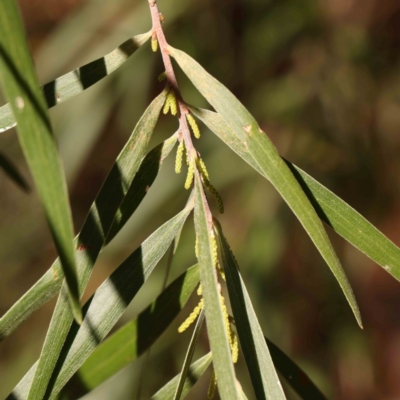 Acacia floribunda (White Sally Wattle, Gossamer Wattle) at Bruce Ridge - 25 Mar 2024 by ConBoekel