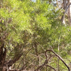 Acacia floribunda at Bruce Ridge - 25 Mar 2024 10:39 AM