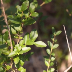 Ligustrum sinense (Narrow-leaf Privet, Chinese Privet) at O'Connor, ACT - 25 Mar 2024 by ConBoekel