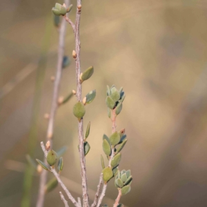 Brachyloma daphnoides at Bruce Ridge - 25 Mar 2024