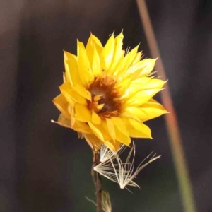 Xerochrysum viscosum at Bruce Ridge - 25 Mar 2024 09:31 AM