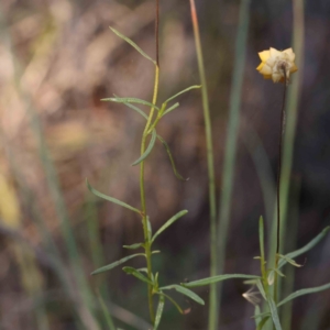 Xerochrysum viscosum at Bruce Ridge - 25 Mar 2024 09:31 AM