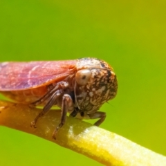 Unidentified Leafhopper or planthopper (Hemiptera, several families) at Googong, NSW - 29 Mar 2024 by WHall