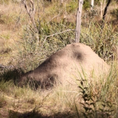 Nasutitermes exitiosus (Snouted termite, Gluegun termite) at Bruce Ridge - 25 Mar 2024 by ConBoekel