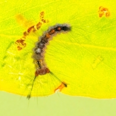 Lymantriinae (subfamily) (Unidentified tussock moths) at QPRC LGA - 29 Mar 2024 by WHall