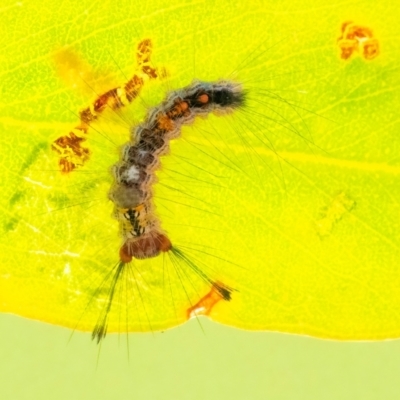 Lymantriinae (subfamily) (Unidentified tussock moths) at QPRC LGA - 29 Mar 2024 by WHall