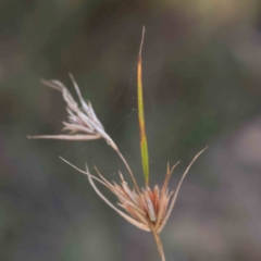 Themeda triandra (Kangaroo Grass) at O'Connor, ACT - 24 Mar 2024 by ConBoekel