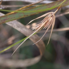 Themeda triandra at Bruce Ridge - 25 Mar 2024 10:17 AM