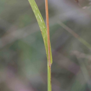 Themeda triandra at Bruce Ridge - 25 Mar 2024 10:17 AM