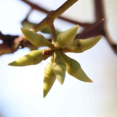 Eucalyptus blakelyi (Blakely's Red Gum) at Bruce Ridge - 24 Mar 2024 by ConBoekel