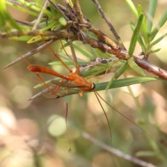 Ichneumonidae (family) (Unidentified ichneumon wasp) at Bruce Ridge - 24 Mar 2024 by ConBoekel