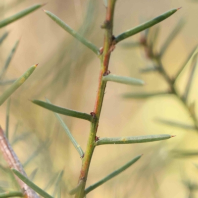 Acacia genistifolia (Early Wattle) at O'Connor, ACT - 24 Mar 2024 by ConBoekel