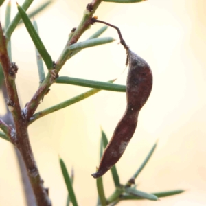 Acacia genistifolia at Bruce Ridge - 25 Mar 2024 10:01 AM