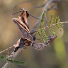 Acacia mearnsii (Black Wattle) at Bruce Ridge - 24 Mar 2024 by ConBoekel