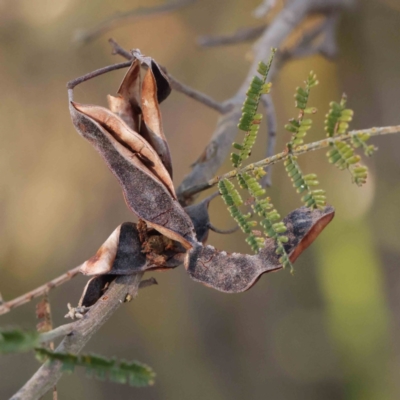 Acacia mearnsii (Black Wattle) at Bruce Ridge - 25 Mar 2024 by ConBoekel