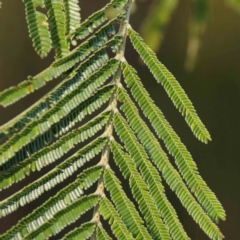 Acacia mearnsii at Bruce Ridge - 25 Mar 2024 09:50 AM