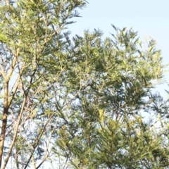 Acacia mearnsii at Bruce Ridge - 25 Mar 2024 09:50 AM