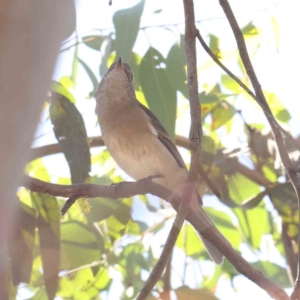 Pachycephala pectoralis at Bruce Ridge - 25 Mar 2024 10:36 AM