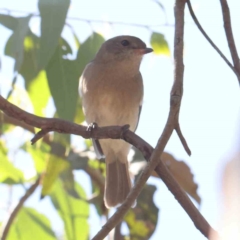 Pachycephala pectoralis at Bruce Ridge - 25 Mar 2024 10:36 AM