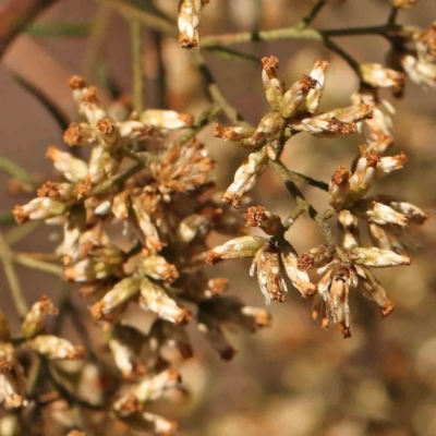 Cassinia quinquefaria (Rosemary Cassinia) at O'Connor, ACT - 27 Mar 2024 by ConBoekel