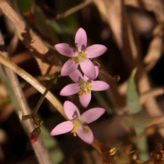 Centaurium erythraea (Common Centaury) at Bruce Ridge - 27 Mar 2024 by ConBoekel