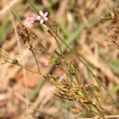 Centaurium erythraea at Bruce Ridge - 27 Mar 2024